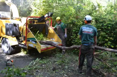 tree services Hillcrest